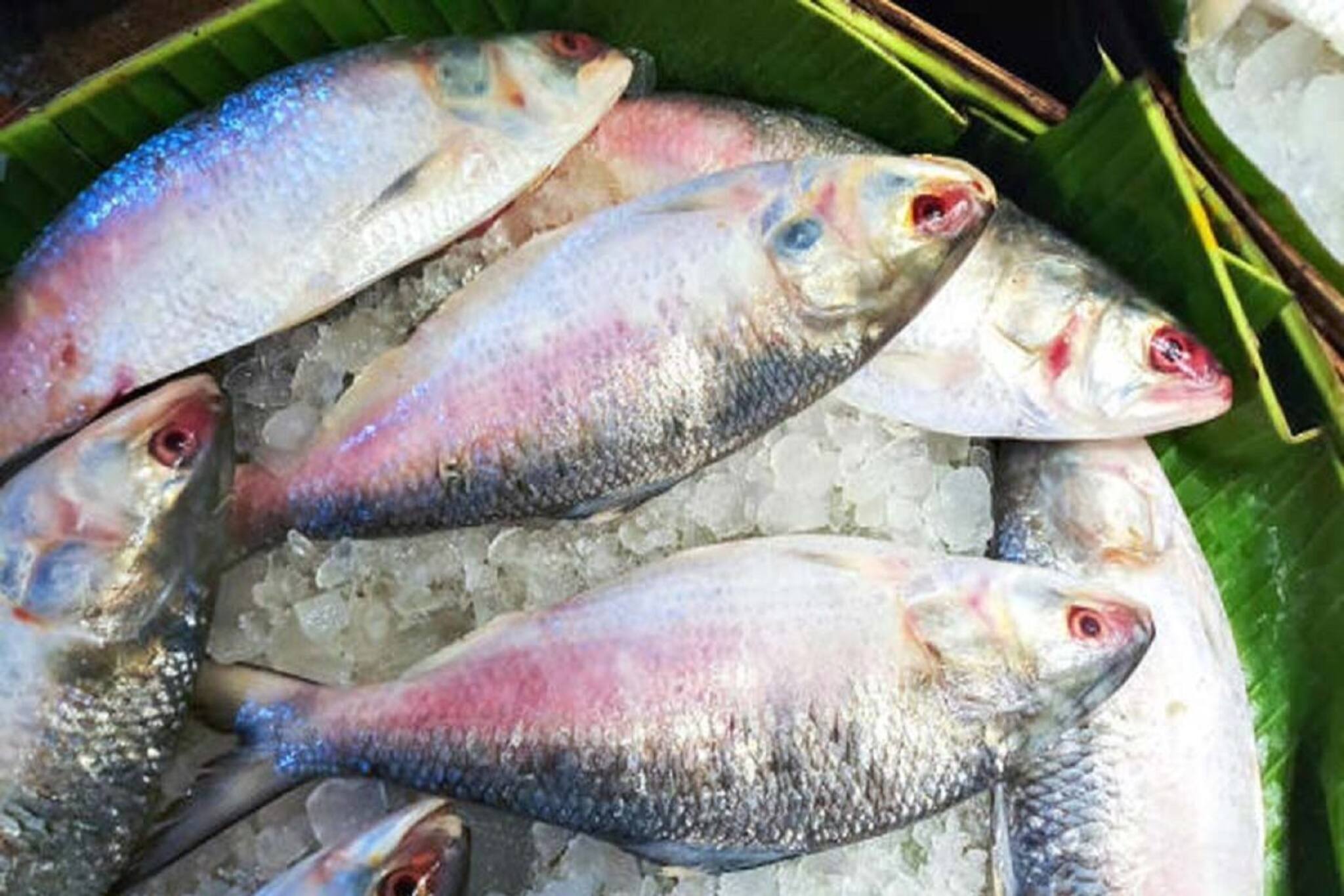 দুঃসংবাদ! এখনই দাম কমছে না ইলিশের, কেন? জানালেন ব্যবসায়ীরা