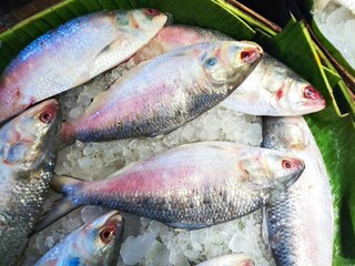 দাম বাড়ছে সদ্য ওঠা ইলিশের