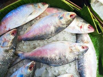 দাম বাড়ছে সদ্য ওঠা ইলিশের