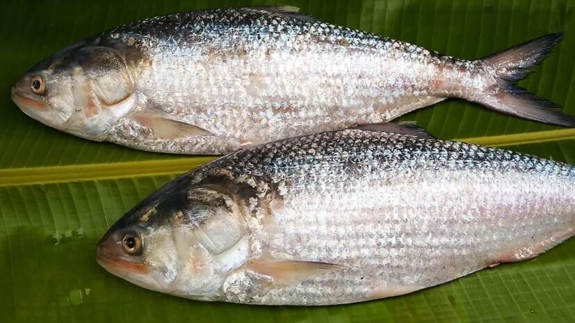 তবে ইলিশ মাছ কিন্তু সবার খাওয়া উচিত না। যাঁদের অ্যালার্জি আছে, তাঁরা এটি এড়িয়ে চলুন।