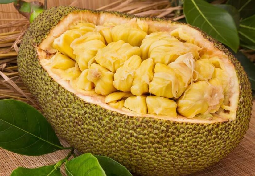 পাকা কাঁঠালে প্রচুর ভিটামিন এবং খনিজ রয়েছে, যা স্বাস্থ্য সংক্রান্ত অনেক সমস্যা কমাতে সাহায্য করতে পারে৷ আসুন জেনে নেই বর্ষায় পাকা কাঁঠাল খাওয়ার উপকারিতা সম্পর্কে