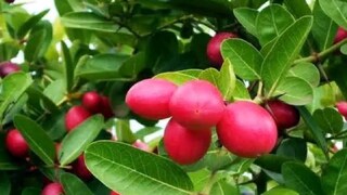 করমচার গুণাগুণ