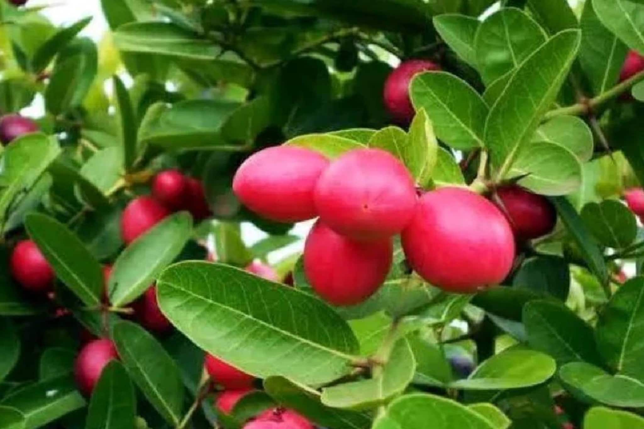 হজমের সমস্যা থেকে চর্মরোগ, মিটবে একাধিক সমস্যা! সুস্থ থাকতে পাতে রাখুন এই ফল