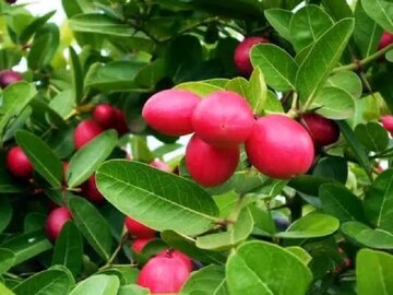 করমচার গুণাগুণ