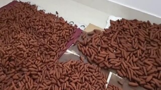 শক্তিগড় থেকে ৩ কুইন্ট্যাল ল্যাংচা নষ্ট করল প্রশাসন 