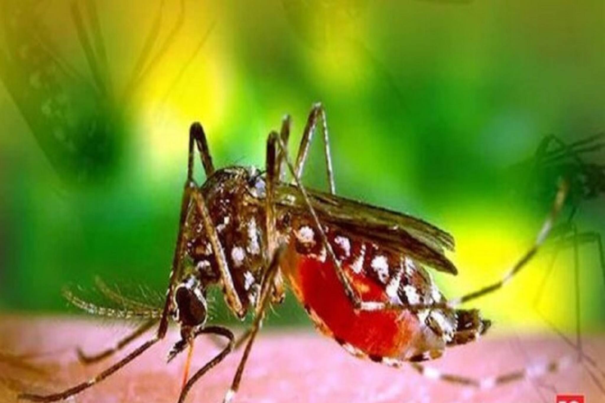 রাজ্য জুড়ে আবার ডেঙ্গুর প্রকোপ! কীভাবে বাঁচবেন?