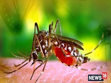 ভোর ও সন্ধেবেলাতে মশা বেশি কামড়ায়