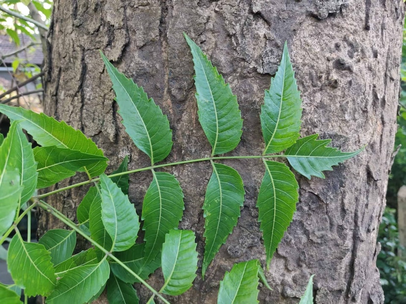 চাল, ডাল মশলা ভাল রাখতে বেছে নিন নিমপাতা বা তেজপাতাকে। যেকোনও ডাল বা চালে তেজপাতা বা নিম পাতা রাখলে পোকামাকড়ের আক্রমণ থেকে রক্ষা পাবে।