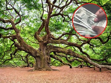 ভারতের একমাত্র রাজ্য, যেখানে গাছকে পেনশন দেওয়া হয়! কোন রাজ্য? শুনে চমকে যাবেন