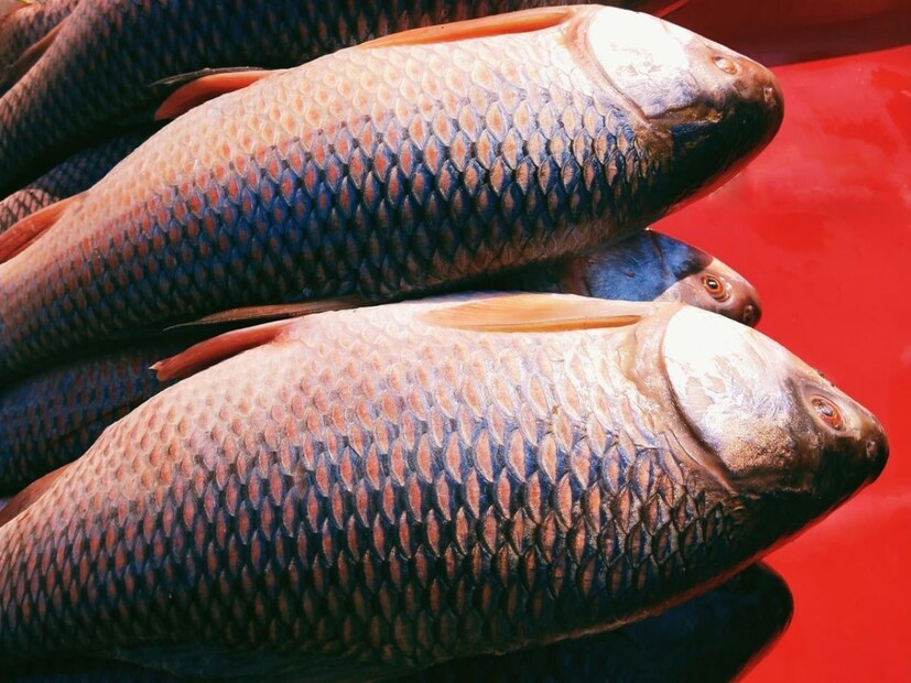 মাছ কেনার আগে তার গুণাগুণ পরীক্ষা করা জরুরি। বিশেষ করে বর্ষাকালে, অবশ্যই নিশ্চিত করতে হবে যে মাছটি কিনছেন তা টাটকা এবং স্বাদ নষ্ট হয়নি। অন্যথায় কিন্তু আপনি এলার্জি এবং সংক্রমণের শিকার হতে পারেন।