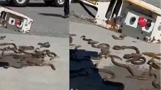 ভ্যাঙ্কুভার আন্তর্জাতিক বিমানবন্দরের চারিদিকে ছড়িয়ে আছে ঈল মাছ৷ (Photo Credit: X)