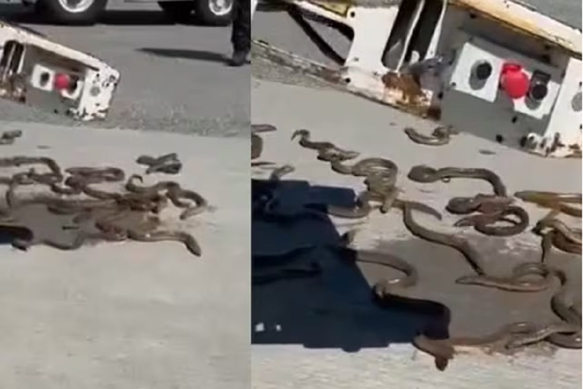 বিমানবন্দরে অসংখ্য সাপের মতো ওগুলো কী! ভয়ঙ্কর ঘটনা! ভাইরাল ভিডিও বিমানবন্দরে অসংখ্য সাপের মতো ওগুলো কী! ভয়ঙ্কর ঘটনা! ভাইরাল ভিডিও