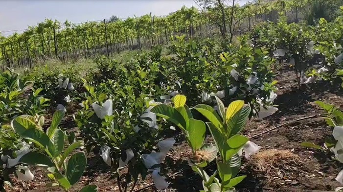 রাজেশ প্রথম দিকে ধান এবং গম চাষ করে তাঁর পরিবার প্রতিপালন করতেন। কিন্তু এই প্রথাগত চাষ থেকে তেমন ভাল আয় হচ্ছিল না। একদিন বন্ধু অরবিন্দ অধিকারী তাঁকে এর বদলে ফল চাষের পরমর্শ দেন। বন্ধুর পরামর্শে তিনি তাঁর দুই একর জমিতে তাইওয়ানের গোলাপি পেয়ারা এবং ১০ বিঘা জমিতে ড্রাগন ফলের চাষ শুরু করেন। এখন তাঁর লাভ আকাশছোঁয়া।