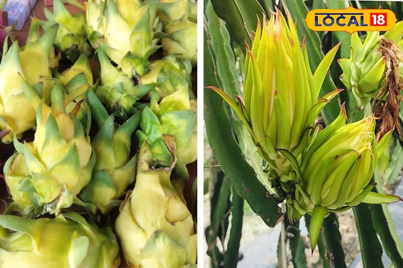 ‘‘আকারভেদে একেকটি ফলের ওজন ২৫০ থেকে ৬০০ গ্রাম পর্যন্ত। বর্তমানে মরশুমের শুরুতে প্রতি কেজি হলুদ ড্রাগন পাইকারি ৩০০ থেকে ৩৫০ টাকা করে বিক্রি করছেন। গাছে ফুল আসার ৪৫ দিনের মাথায় পরিপুষ্ট ফল হচ্ছে। বর্তমানে বিভিন্ন সরকারি দফতরের থেকে যারা শিক্ষানবিশ চাষের উপর প্রশিক্ষণ নিচ্ছেন তাঁরা মাঝে মধ্যে এসে এখান থেকে ড্রাগন ফল কীভাবে চাষ করতে হয় সেই বিষয়ে খুঁটিনাটি খোঁজখবর নিয়ে থাকেন।&quot;