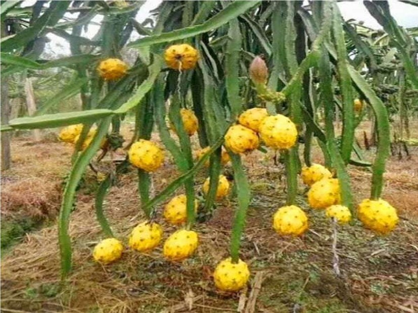 জানা গিয়েছে, প্রথম অবস্থায় মিঠু বর্মন তাঁর দুই একর জমিতে এই হলুদ প্রজাতির ড্রাগন ফল চাষ করা শুরু করেন। এই চাষ করে বর্তমানে অনেকটাই সাফল্য লাভ করেন তিনি।