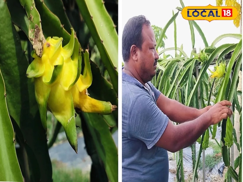 : গতানুগতিক চাষের বাইরে গিয়ে চাষ করবার জমিতে ইসরাইল ও থাই হলুদ ড্রাগন ফল চাষ করে ব্যাপক লাভের মুখ দেখাচ্ছেন মিঠু বর্মন। বালুরঘাট ব্লকের জলঘর গ্রাম পঞ্চায়েতের তালমন্দীরা গ্রামের চাষি মিঠু বর্মন বিগত কয়েক বছর যাবৎ ২ একর জমির উপর ৩ প্রজাতির হলুদ ড্রাগন ফল চাষ করে রীতিমতো তাক লাগাচ্ছেন। এমনকি মিঠু বাবুর এই সাফল্যের খতিয়ান দেখে স্থানীয় বেশ কিছু চাষি এই হলুদ ড্রাগন চাষের উপর ঝোঁক বাড়াচ্ছে।