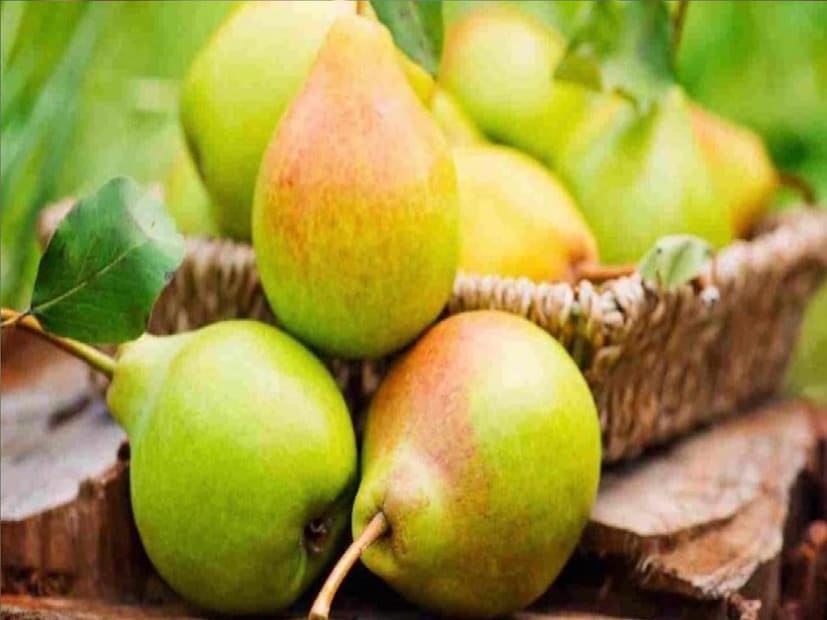 সর্বাধিক খাওয়া ফলগুলির মধ্যে একটি হল নাশপাতি যা অনেকেই খেতে পছন্দ করেন। প্রায়শই অনেকে বীজ সহ নাশপাতি খান। অনেকে আবার নিজের অজান্তেই এর বীজ খেয়ে ফেলেন, যা স্বাস্থ্যের জন্য ক্ষতিকর প্রমাণিত হতে পারে। 