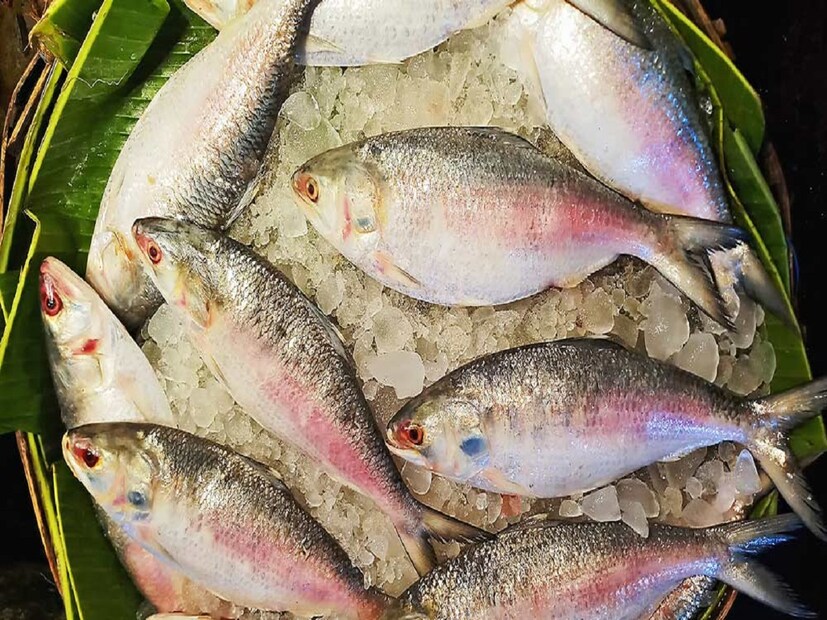 চোরা পথে ব্যবসায়ীরা ভারতে ইলিশ পাঠানোর চেষ্টা করলেও কড়া হাতে তা বাজেয়াপ্ত করছে বাংলাদেশ সরকার। সংবাদমাধ্যম প্রথম আলো সূত্রে খবর, কুমিল্লার ব্রাহ্মণপাড়া উপজেলায় ভারতীয় সীমান্ত এলাকা দিয়ে পাচারের সময় ৪৪০ কেজি ইলিশ উদ্ধার করেছে বর্ডার গার্ড বাংলাদেশ (বিজিবি)। যার বাজারদর ৯ লক্ষ ৬৮ হাজার টাকা। 