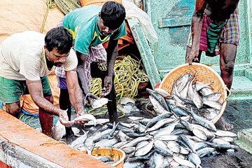 রোজ পাতে মাছ চাই? বেশি খেলেই বিপদ! সপ্তাহে ক'দিন মাছ খাবেন? বয়স অনুযায়ী জেনে নিন