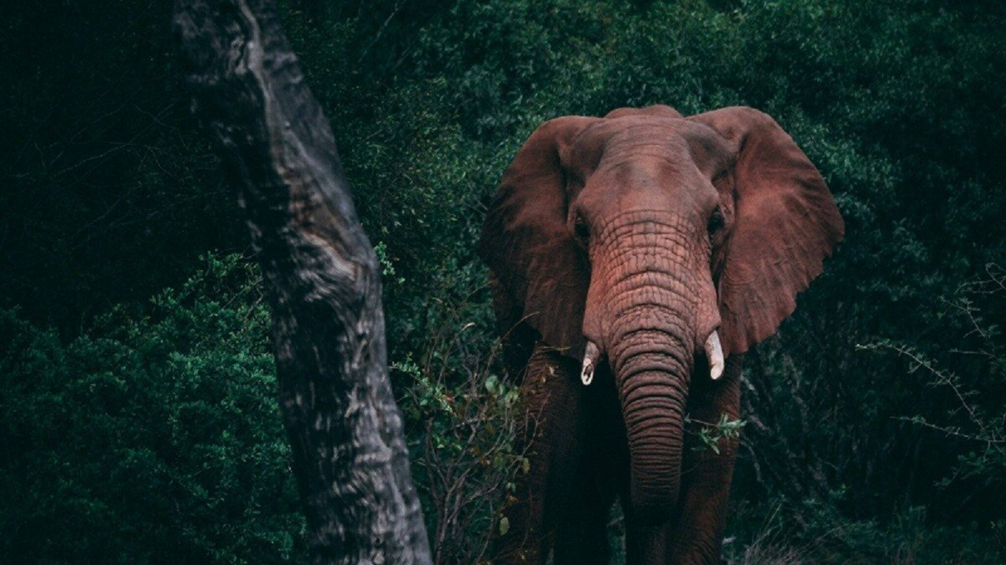 Elephant Attack: আর ফেরা হল না! ঝাড়গ্রামে হাতির হামলায় যুবকের মৃত্যু, পরিবারে হাহাকার