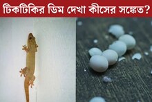 বাড়িতে টিকটিকির ডিম দেখা কীসের সঙ্কেত? ফেলে দেওয়া উচিত শুভ নাকি অশুভ?