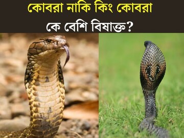 কোবরা এবং কিং কোবরার মধ‍্যে পার্থক‍্য কী? কে বেশি বিষাক্ত?