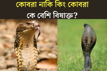কোবরা এবং কিং কোবরার মধ‍্যে পার্থক‍্য কী? কে বেশি বিষাক্ত?