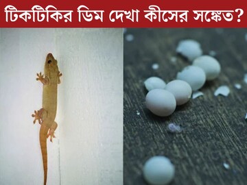 বাড়িতে টিকটিকির ডিম দেখা কীসের সঙ্কেত? ফেলে দেওয়া উচিত শুভ নাকি অশুভ?