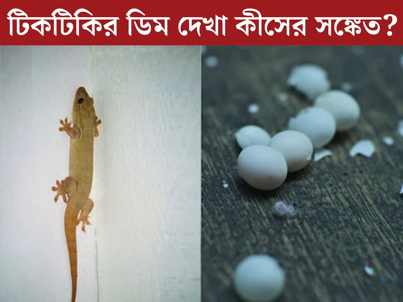 দেওয়ালে ঘুরে বেড়াচ্ছে টিকটিকি। এই দৃশ‍্য প্রতিটি বাড়ির চেনা। দেখা মাত্রই লোকজন ঝাড়ু, লাঠি ইত্যাদি নিয়ে তাড়াতে থাকে। ঘরের দেওয়াল থেকে বাথরুম, এমনকি বাড়ির রান্নাঘরেও অনেক সময় দেখা যায় টিকটিকি। 