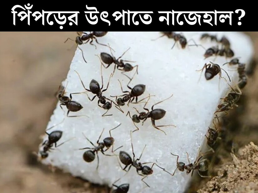 বাড়ির রান্নাঘর থেকে শোবার ঘর, পিঁপড়ের অবাধ বিচরণ সর্বত্র। খুদে এই প্রাণীদের জ্বালায় অনেকেই অতিষ্ট। মিষ্টি জাতীয় কোনও খাবার রাখতে না রাখতেই, সবার আগে ভাগ বসাতে হাজির সার বেঁধে পিপড়ের দল। কিন্তু শত চেষ্টাতেও তাড়ানো যায় না পিঁপড়ের দলকে।