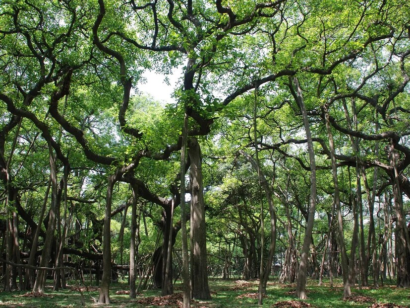 কলকাতার বোটানিক্যাল গার্ডেন বিশ্বের বৃহত্তম গার্ডেনের শিরোপা পরে ছিল বহু বছর ধরে। এর আগে ১৭৮০ সালে উইলিয়াম রক্সবার্গ– যিনি রবার্ট কিডের পর বাগানের কর্তা তৎকালীন মাদ্রাজের কাছে একটা বোটানিক্যাল গার্ডেন প্রতিষ্ঠা করেছিলেন।