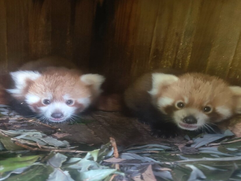 মায়েদের আদর যত্নেই বেড়ে উঠছে তারা। এ বিষয়ে দার্জিলিং চিড়িয়াখানার ডাইরেক্টর বাসবরাজ হলেইয়াচি বলেন &quot;ক্যাপটিভ ব্রিডিংয়ে সফলভাবে আরও চারটি রেড পান্ডা এবং দুটি স্নো লেপার্ড জন্ম নিয়েছে। প্রত্যেকেই সুস্থ রয়েছে।&quot;