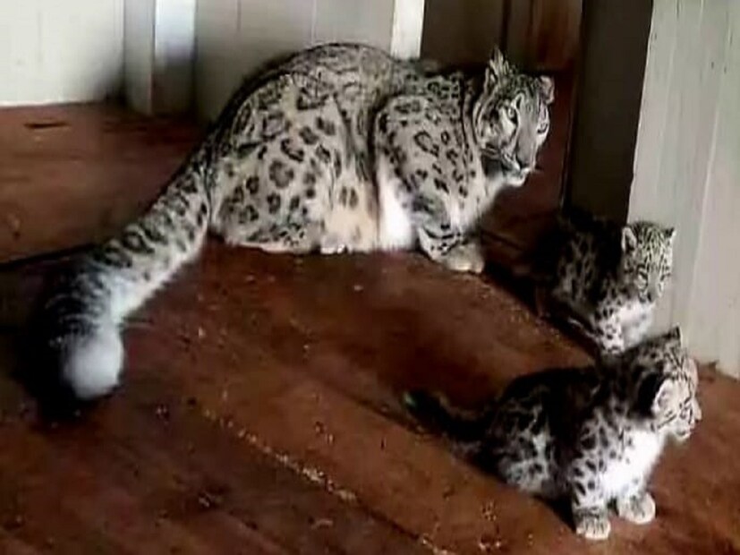 নতুন অতিথিদের আগমনের পর বর্তমানে চিড়িয়াখানায় রেড পান্ডার সংখ্যা হয়ে দাঁড়িয়েছে ১৯ টি এবং স্নো লেপার্ডের সংখ্যা বেড়ে হল ১১ টি। এই খবরে খুশির হাওয়া চিড়িয়াখানা জুড়ে। Input- Sujoy Ghosh