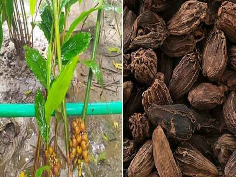 গ্রাম দুটির অবস্থান সমুদ্রস্পৃষ্ট থেকে প্রায় সাড়ে চার হাজার ফুট উঁচুতে। সেখানেই চাষ হয় বিশ্বের সবচেয়ে বড় এবং উৎকৃষ্ট মানের এলাচ। যার গায়ের রঙ কালো। সে কারণে পশ্চিমবঙ্গে এর চলতি নাম কালো এলাচ।