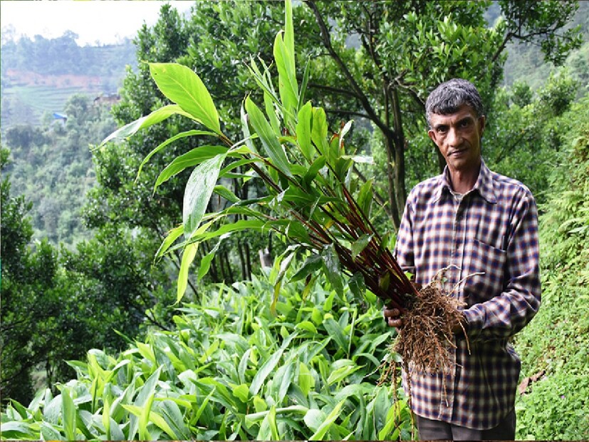 ভারতে সবচেয়ে উৎকৃষ্ট মানের বড় এলাচের সৃষ্ঠিভূমি হল পশ্চিমবঙ্গের কালিম্পং জেলা। পশ্চিম ভুটানের কাছে বাংলার সীমানার শেষ প্রান্তে রয়েছে দুটি গ্রাম। একটির নাম তাংতা, অপরটি তোডে গ্রাম।
