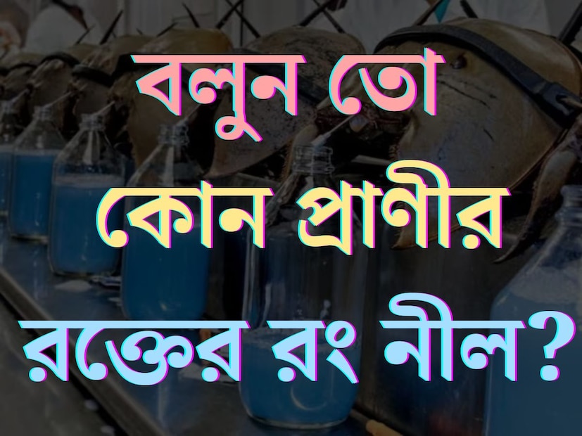 হাত, পা বা শরীরের কোনও অংশ কেটে গেলেই গল গল করে বেরোতে থাকে রক্ত। টকটকে লাল রক্ত। মানুষ তো বটেই, সেইসঙ্গে অন‍্যান‍্য প্রাণীর দেহের রক্তের রংই লাল। কিন্তু এমন প্রাণী রয়েছে জানেন কী যার রক্তের রং লাল নয়, বরং নীল!