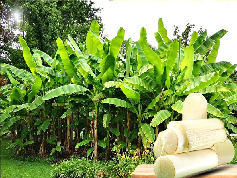 কোলেস্টেরল ও রক্তচাপ নিয়ন্ত্রণ –থোড় ভিটামিন বি সিক্স-এ ভরপুর। রয়েছে পটাশিয়াম, আয়রন-ও। কাজেই, কোলেস্টেরল ও রক্তচাপ নিয়ন্ত্রণে উপকারি। সারাবছর সুস্থ থাকতে খেতে হবে থোড়।
