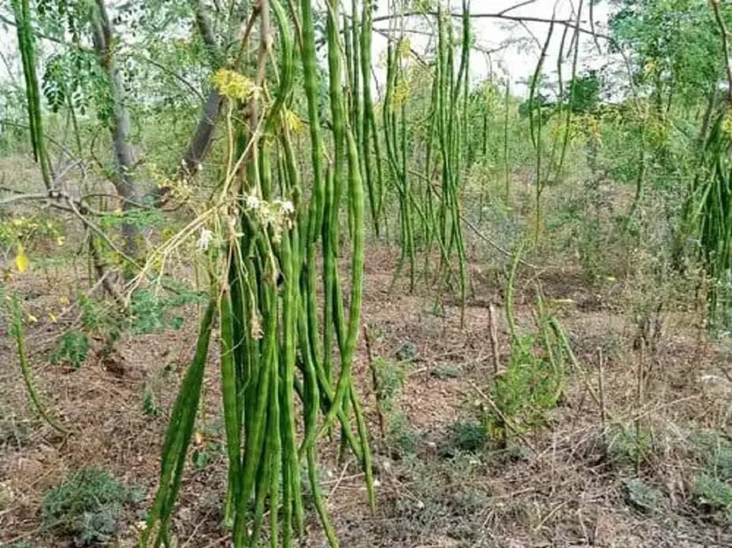 এপারে হুগলি, বর্ধমান, বাঁকুড়া, মেদিনীপুর, বীরভূম– ওই সব অঞ্চলে বহুলভাবে সজনেকে খাড়া বলা হয়। মূলত ডাঁটাজাতীয় সবকিছুকেই এই অঞ্চলে খাড়া বললেও ‘সজনে খাড়া’ বহুল ব্যবহৃত শব্দ।