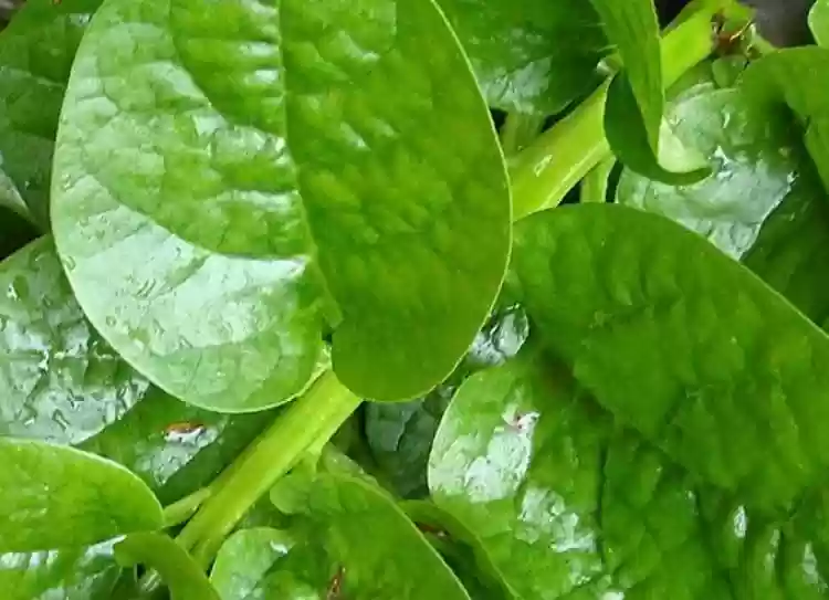 প্রোটিনের পাওয়ারহাউজ:পুঁই শাক হাড়ের জন্যও খুব উপকারী বলে মনে করা হয়। পুঁই শাক ভিটামিন এ, ভিটামিন সি এবং প্রোটিন সমৃদ্ধ। এছাড়া এটি ম্যাগনেসিয়াম, ফসফরাস এবং পটাসিয়ামেরও দুর্দান্ত উৎস।