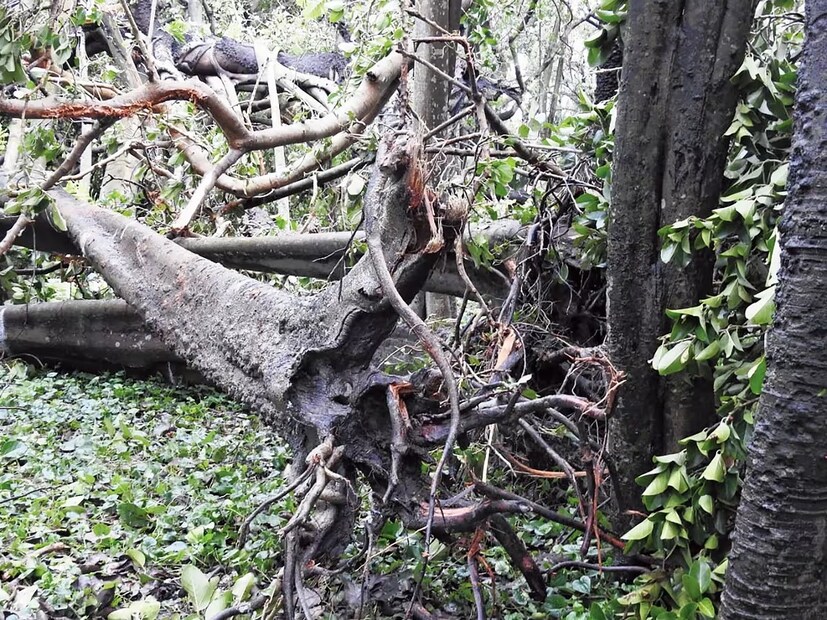বোটানিক্যাল গার্ডেনে রয়েছে শাল, শিমূল, সেগুন, বট, অশ্বত্থ, মেহগনি, লবঙ্গ, জায়ফল-সহ আরও নানা রকমের গাছ রয়েছে। তবে এই গার্ডেনের প্রধান আকর্ষণ ২৫০ বছরেরও বেশি পুরনো বিশাল মহাবটবৃক্ষ। যা ইতিহাস বহন করে চলেছে।