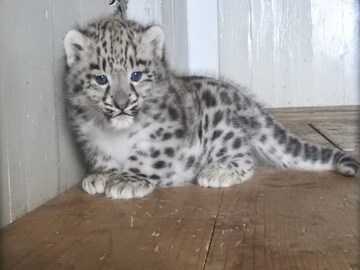 দার্জিলিং চিড়িয়াখানায় নতুন কিউট গেস্ট! নীল চোখের স্নো লেপার্ড, আর রেড পান্ডা