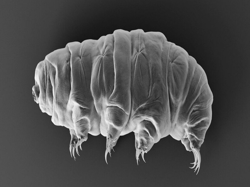 ১৫০ ডিগ্রি সেলসিয়াস বা ৩০২ ডিগ্রি ফারেনহাইট উত্তাপ এবং -৪৫৭ ডিগ্রি ঠান্ডাও গায়ে আঁচড় কাটতে পারবে না এই প্রাণীটির। পৃথিবী ধ্বংসের ঠিক আগে পর্যন্ত বেঁচে থাকবে কে? 