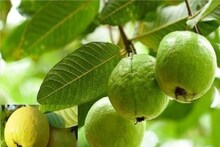 ঘন্টার পর ঘন্টা বাথরুমে বসে থাকেন! খালি পেটে এই পাতার জল খেলেই পেট একদম সাফ...