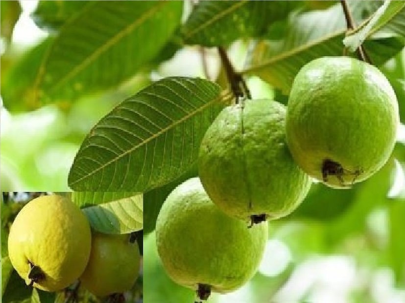 একইসঙ্গে সার ব্যবস্থাপনার জন্য প্রতি বছর ১১৫ গ্রাম নাইট্রোজেন, ৬০ গ্রাম ফসফরাস এবং ৬০ গ্রাম পটাশ প্রয়োজন। এটি প্রতি বছর নিয়মিত করা উচিত।