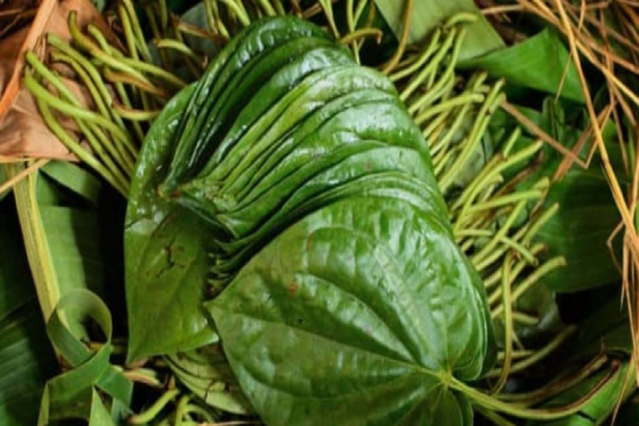 চাকরিতে সাফল্যের বন্যা!ফুলেফেঁপে উঠবে ব্যবসা!পানপাতা দিয়ে ৪ কাজ,৩ দিনে জীবন বদল