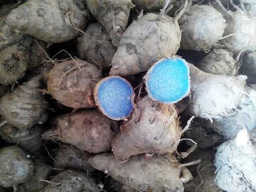 আয়ুর্বেদের 'মহৌষধ'! ক্য়ানসারের মতো মারণরোগের যম, আজই ঘরে আনুন কালো হলুদ