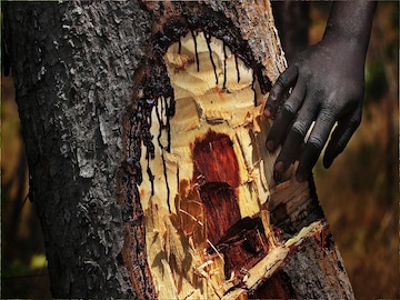 গাছ কাটলেই বেরিয়ে আসে 'রক্ত'! ডাল ভাঙলেও গড়ায় 'রক্ত', কোন গাছে এমন হয় জানেন? গাছ কাটলেই বেরিয়ে আসে 'রক্ত'! ডাল ভাঙলেও গড়ায় 'রক্ত', কোন গাছে এমন হয় জানেন?