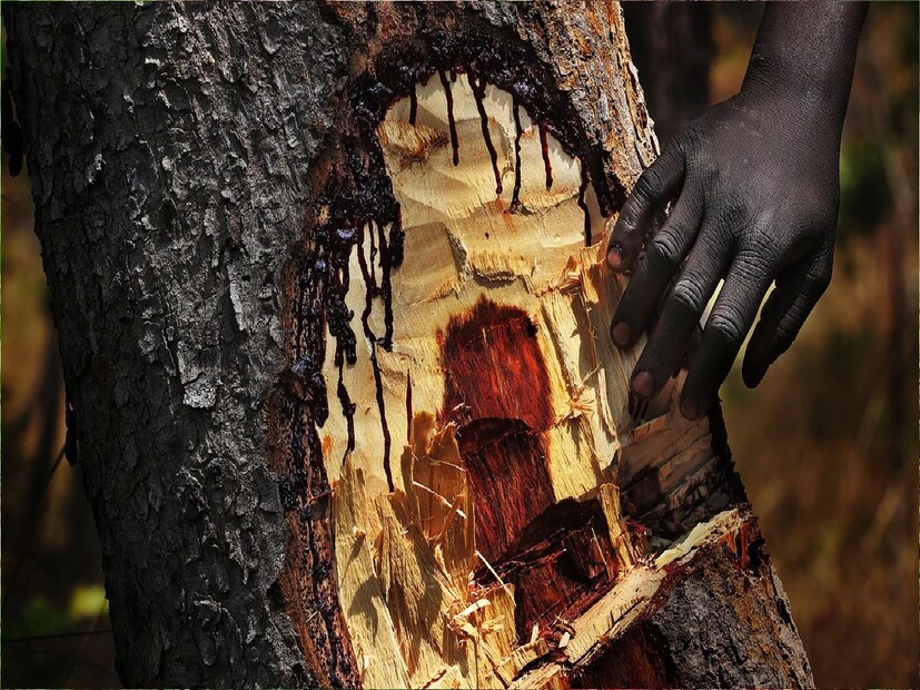 গাছেদের প্রাণ আছে, এ তো আমরা সকলেই জানি। কিন্তু বিশ্বে এমন এক গাছ রয়েছে যাকে কাটলে মানুষের রক্তের মতো বেরিয়ে আসে তা বুঝি সত্যিই অবিশ্বাস্য। (Disclaimer: এই প্রতিবেদনটি কেবলমাত্র সাধারণ তথ্যের জন্য, তাই বিস্তারিত জানতে হলে সর্বদা বিশেষজ্ঞের পরামর্শ নিন।) গাছেদের প্রাণ আছে, এ তো আমরা সকলেই জানি। কিন্তু বিশ্বে এমন এক গাছ রয়েছে যাকে কাটলে মানুষের রক্তের মতো বেরিয়ে আসে তা বুঝি সত্যিই অবিশ্বাস্য। (Disclaimer: এই প্রতিবেদনটি কেবলমাত্র সাধারণ তথ্যের জন্য, তাই বিস্তারিত জানতে হলে সর্বদা বিশেষজ্ঞের পরামর্শ নিন।)