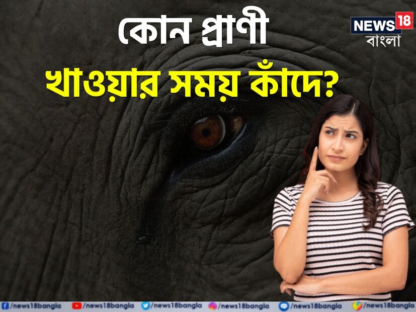 বলুন তো, কোন প্রাণী খাবার খাওয়ার সময় কাঁদে? যখনই খাবার খায় কাঁদতে দেখা যায় সেই প্রাণীকে। এই প্রশ্নের উত্তর দিতে গিয়ে কিন্তু হোঁচট খেয়েছেন অনেকেই।