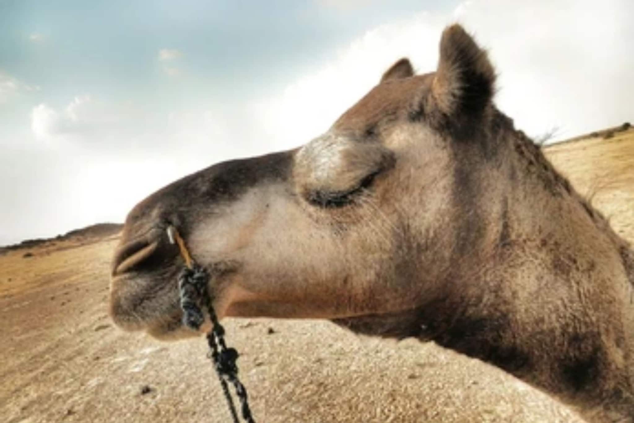 সাপের বিষে প্রাণ যায় বহু প্রাণীর, কিন্তু উটকে খাওয়ানো হয় বিষাক্ত সাপ, কেন জানেন?